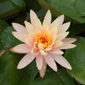 600px-Peach_Glow_water-lily_at_Brooklyn_Botanic_Garden