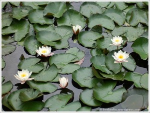 liveberlin-0039-water-lily